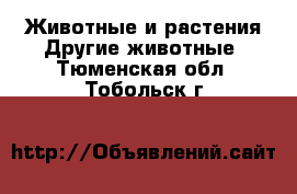 Животные и растения Другие животные. Тюменская обл.,Тобольск г.